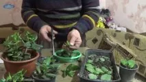 РОЗМНАЖЕННЯ ПРЕКРАСНОГО РОСЛИНИ-ГРОШОВЕ ДЕРЕВО ВІД А ДО Я! ЯК РОЗМНОЖИТИ ГРОШОВЕ ДЕРЕВО прекрасного