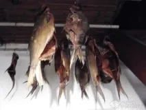 Рецепт Лещ копчений, в домашніх умовах копчений