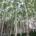 Гай - пошук слів за маскою та визначенням, відповіді на сканворди пошук