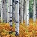 Гай - пошук слів за маскою та визначенням, відповіді на сканворди маскою