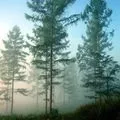 Гай - пошук слів за маскою та визначенням, відповіді на сканворди відповіді