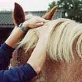 Гай - пошук слів за маскою та визначенням, відповіді на сканворди визначенням