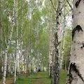 Гай - пошук слів за маскою та визначенням, відповіді на сканворди пошук