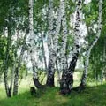 Гай - пошук слів за маскою та визначенням, відповіді на сканворди маскою