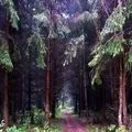 Гай - пошук слів за маскою та визначенням, відповіді на сканворди пошук