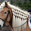 Гай - пошук слів за маскою та визначенням, відповіді на сканворди пошук