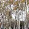 Гай - пошук слів за маскою та визначенням, відповіді на сканворди визначенням