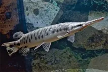 долонькамишапка
