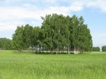 Гай у степу 5 букв - яка відповідь букв