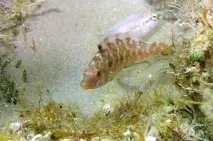 Рябчик (Crenilabrus griseus) фото, зовнішній вигляд забарвлення розмір поширення рябчик біологія рябчик