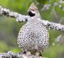 Рябчик птах, фото дуже