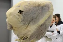 серце