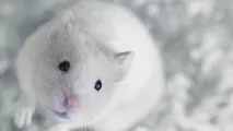 опис