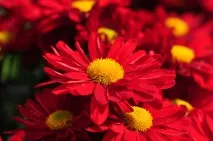 Символіка квітів у різних культурах - статті про квіти на Флора Експрес квітів