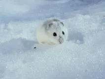 опис