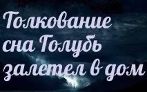 Сонник - до чого сниться голуб залетів у будинок уві сні чого