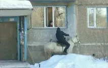 Смішні картинки про коня картинки