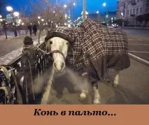 Смішні картинки про коня коня