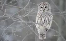 настрою