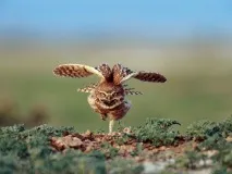 підіймачі