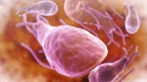 Статьи - Лямбліоз у собак, клінічні симптоми, діагностика та лікування симптоми
