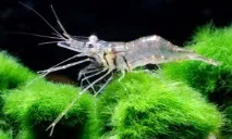 Скляна креветка (Macrobrachium ehemals), Оформлення акваріума ehemals