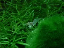 Скляна креветка (Macrobrachium ehemals), Оформлення акваріума macrobrachium