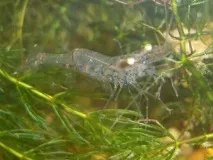 Скляна креветка (Macrobrachium ehemals), Оформлення акваріума креветка