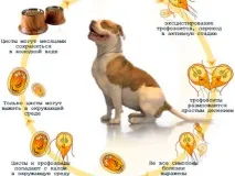 Статьи - Лямбліоз у собак, клінічні симптоми, діагностика та лікування клінічні