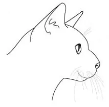 Стандарт породи котів Корат стандарт
