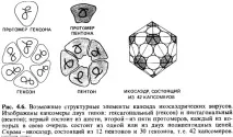 Будова вірусів, Загальна мікробіологія, Віруси, Будова вірусів, Мікробіологія - на допомогу будова