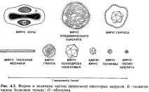 Будова вірусів, Загальна мікробіологія, Віруси, Будова вірусів, Мікробіологія - на допомогу загальна