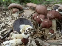 Строфарія зморшкувато-кільцева (Кільцевик) (Stropharia rugoso-annulata) зморшкувато-кільцева