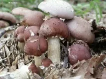 Строфарія зморшкувато-кільцева (Кільцевик) (Stropharia rugoso-annulata) строфарія