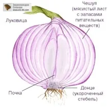 Будова видозмінених пагонів (цибулини, бульби, кореневища) бульби