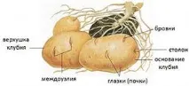 Будова видозмінених пагонів (цибулини, бульби, кореневища) будова