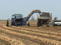 Технологія вирощування цибулі, Посів цибулі ріпчастої та сівачка посів