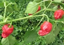 Томатний світ - Сорту перцю сорту