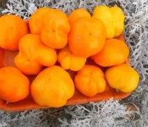 Томатний світ - Сорту перцю томатний