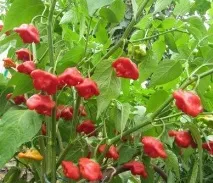 Томатний світ - Сорту перцю перцю