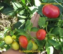 Томатний світ - Сорту перцю перцю