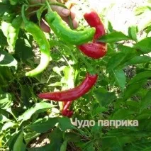 Томатний світ - Сорту перцю томатний