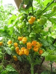 Томатний світ - Сорту перцю томатний