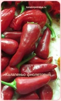Томатний світ - Сорту перцю перцю