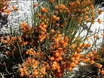 Ефедра – це Ephedra