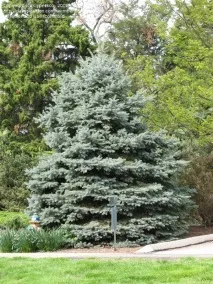 Ялина колюча Фат Альберт (Picea pungens Fat Albert) – Хвойні рослини albert