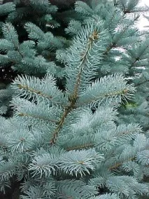 Ялина колюча Фат Альберт (Picea pungens Fat Albert) – Хвойні рослини picea