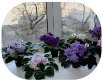 Догляд за хворою фіалкою в домашніх умовах умовах