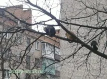 весняні
