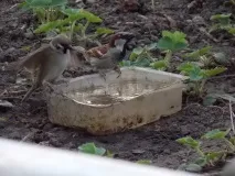 весняні